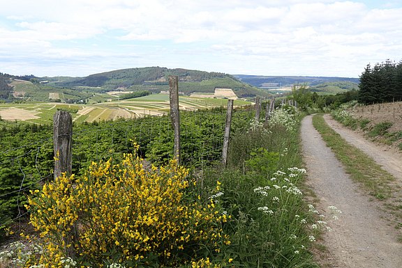 Bergklosterlauf_Natur_9.jpg 