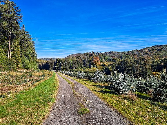 Bergklosterlauf_Natur_3.jpg 