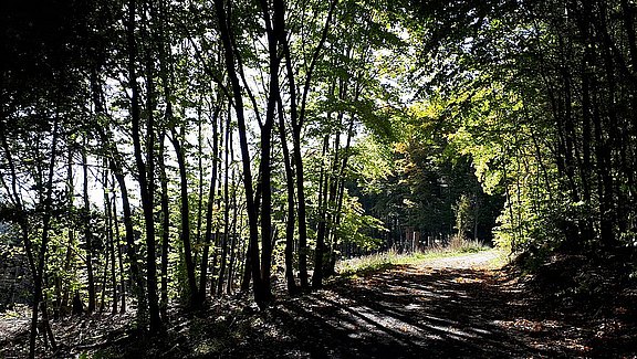 Bergklosterlauf_Natur_5.jpg 