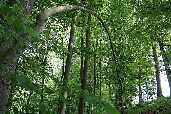 Bergklosterlauf_Natur_6.jpg 